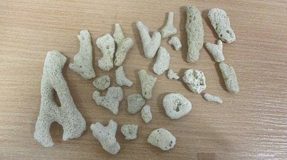 Везла на память — в Екатеринбурге задержали женщину с дубайскими кораллами | Россиянку поймали на Урале с 25 кораллами из Дубая