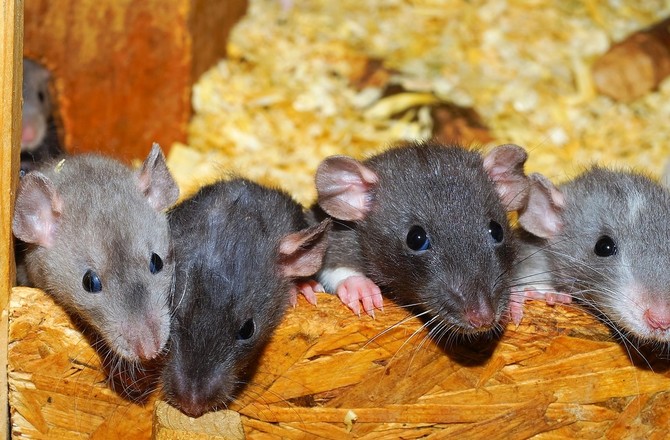 Екатеринбургские чиновники проиграли схватку со стаей крыс