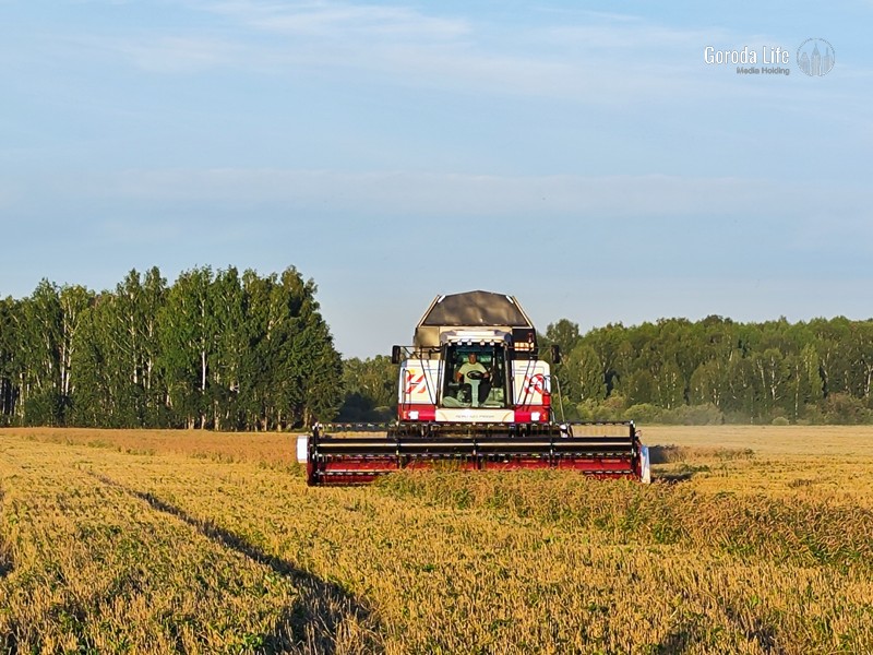 Свердловские власти объявили о рекордном урожае в 2024 году | Уральские аграрии собрали урожая больше, чем планировали 