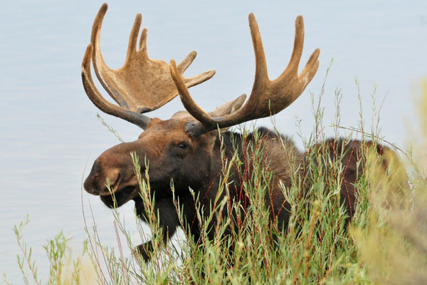 Лось выбил ворота детсада и ворвался на территорию  | В Екатеринбурге лось ворвался на территорию детсада 