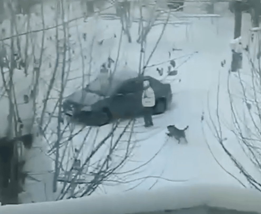 Стаи бродячих собак нападают на жителей Краснотурьинска