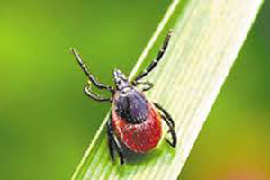 Уральцев атакуют клещи