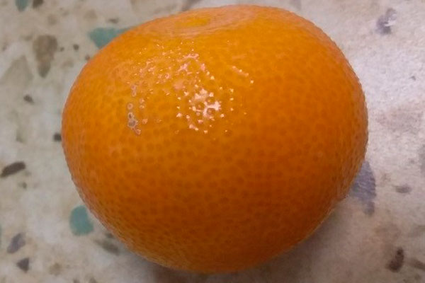 Из Африки в Свердловскую область приехали зараженные апельсины