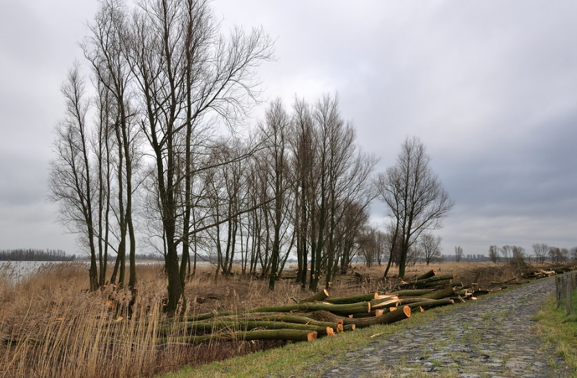 Администрация Екатеринбурга объяснила массовую вырубку деревьев в городе Администрация Екатеринбурга объяснила массовую вырубку деревьев в городе