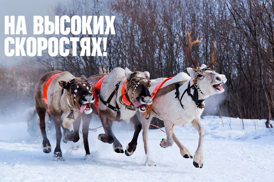 В Новый год старые добрые SMS победили WhatsApp В Новый год старые добрые SMS победили WhatsApp