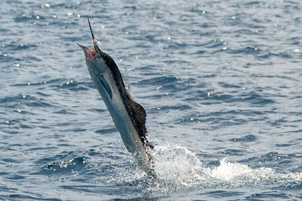 Ограничения на рыбную ловлю в Свердловской области ввели из-за нереста | На Урале ограничили рыбалку — список запрещённых мест