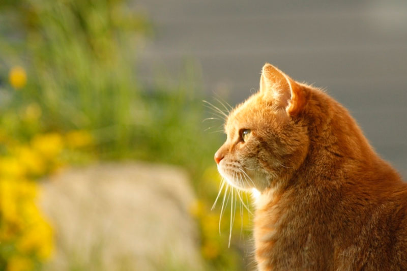 В Перми хозяева оставили породистую кошку в подъезде  | В одном из подъездов Перми нашли породистую кошку 