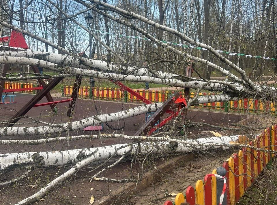В Московской области двухлетняя девочка пострадала при падении дерева  | В Подмосковье дерево упало на двухлетнюю девочку 