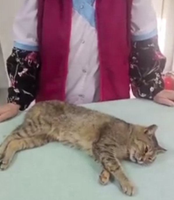 На Урале полиция расследует случай жестоких издевательств над кошкой