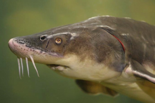 Сибирский осетр «доплыл» до пермских рынков