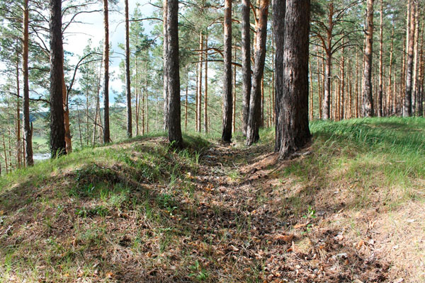 Полицейские задержали подозреваемого в незаконной рубке лесных насаждений