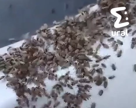 Жителей Югры атаковали мошки и комары | В Югре резко выросло количество мошек и комаров Жителей Югры атаковали мошки и комары | В Югре резко выросло количество мошек и комаров