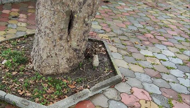 Обнаружена мина времен Великой Отечественной войны на территории аквапарка в Сочи