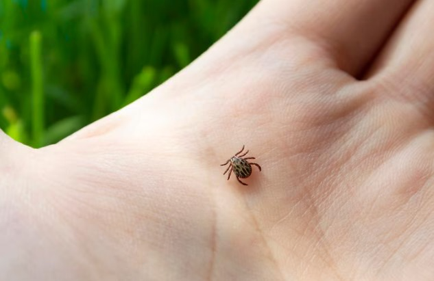 Клещи покусали уже более 16,3 тысяч жителей Прикамья | В Прикамье клещи напали уже на 16,3 тысячи человек Клещи покусали уже более 16,3 тысяч жителей Прикамья | В Прикамье клещи напали уже на 16,3 тысячи человек