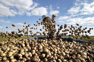 А вас устраивает цена за картошку? «Второго хлеба» на Среднем Урале собрали достаточно – хватит всем!