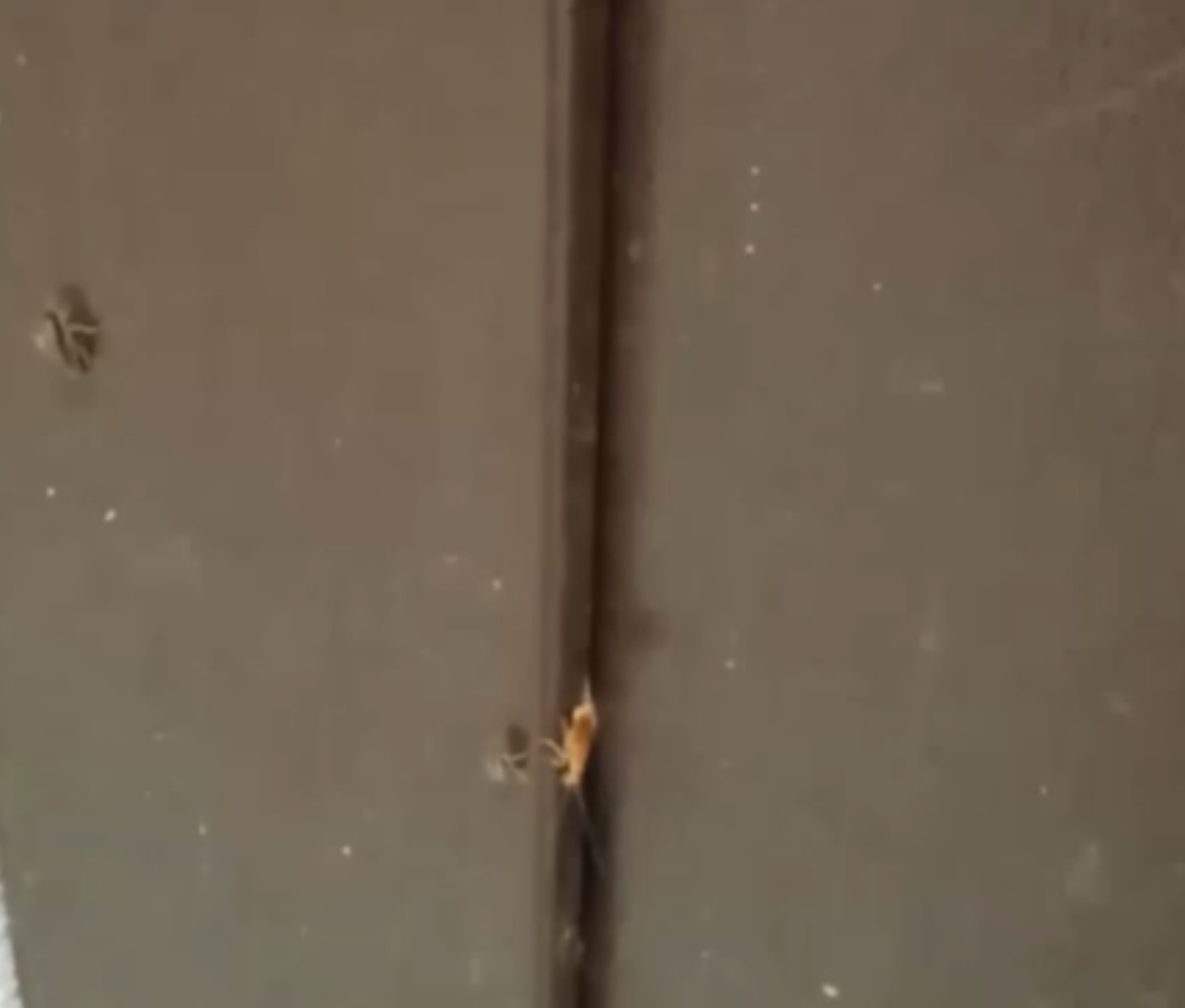 Состояние общежития № 1 УрФУ вызывает недовольство студентов: полчища тараканов и отказы в переселени