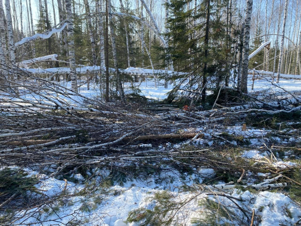 Жителя Тавдинского района подозревают в причинении смерти помощнику  | Уральца заподозрили в гибели его помощника из-за дерева 