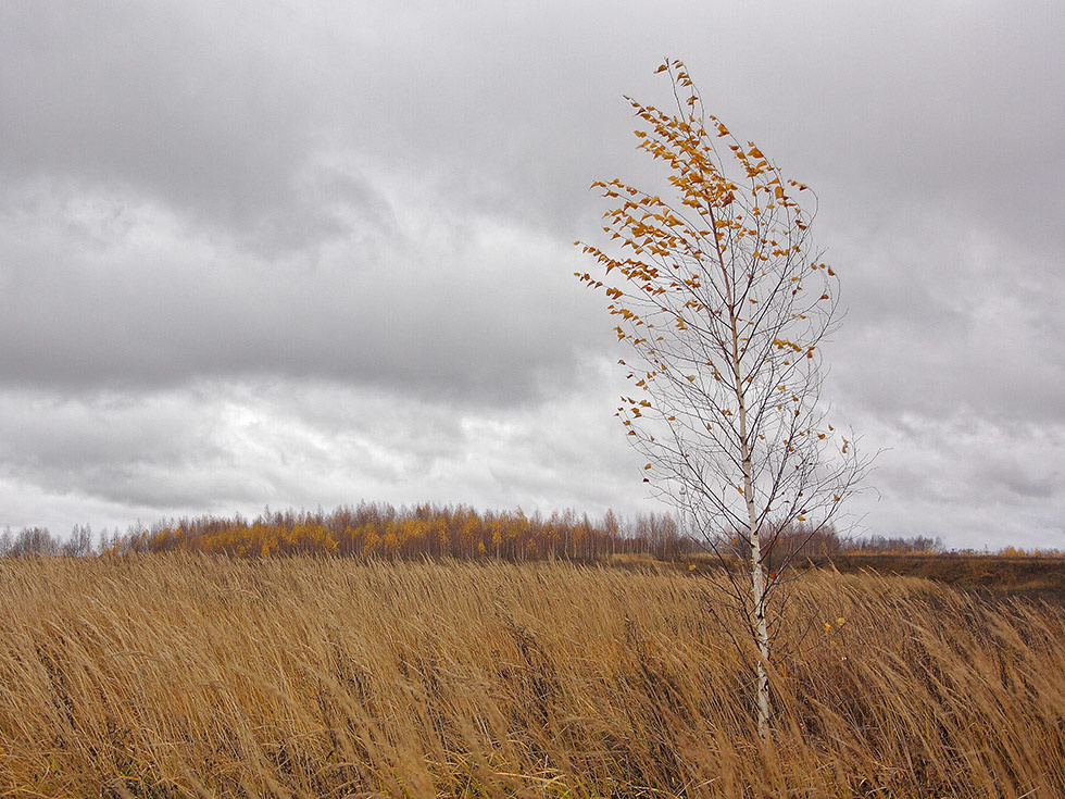 Будьте бдительны! Синоптики прогнозируют сильный, порывистый ветер