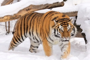 В Приморье убили амурского тигра