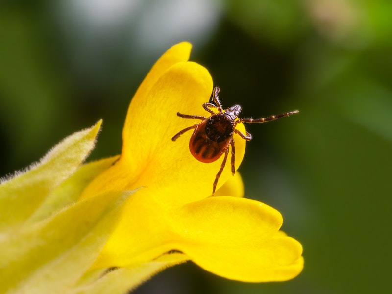 Будьте осторожны! Инфекционист раскрыл всю правду о коварстве клещей  | Инфекционист рассказал жителям России о коварной особенности клещей 