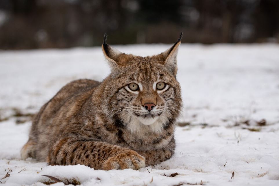 Рысь загрызла собаку во дворе частного дома  | На Урале рысь загрызла собаку 