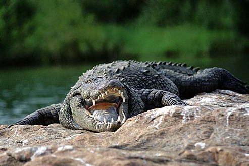 Экзотика! Россияне будут кушать антилоп и крокодилов