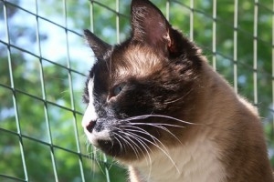 В Бразильской тюрьме кот попытался пронести заключенным набор для побега