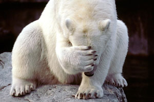 Белый медведь съел павлина в венском зоопарке