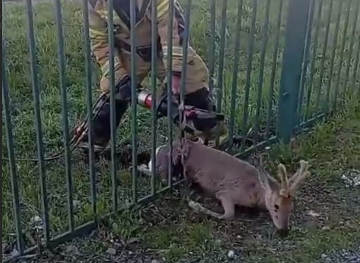 В Кушве косуля застряла в заборе школы  | На Урале косуля оказалась пленницей школьного забора 