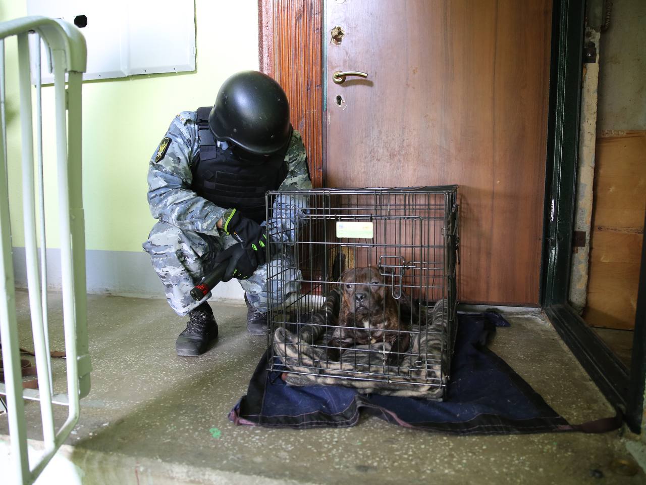 Судебные приставы спасли собак от гибели Судебные приставы спасли собак от гибели