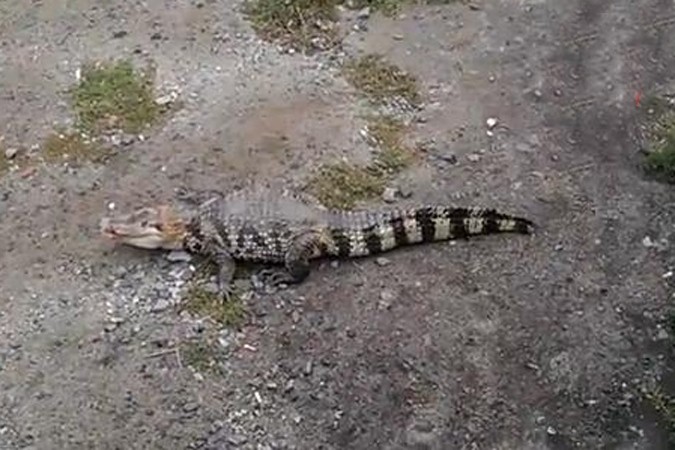 Поиски крокодила в Екатеринбурге прекращены