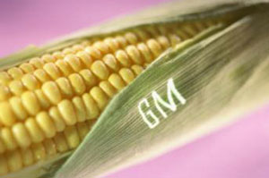 Роспотребнадзор временно запретил трансгенную кукурузу