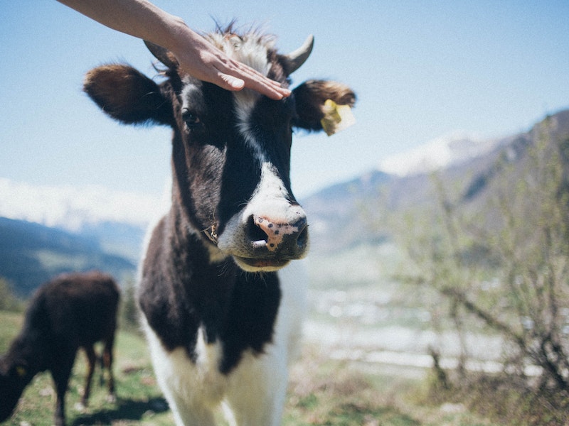 Фермеры на Урале сливают молоко: 40 тонн в отходы и убытки 2,5 млн рублей | На Урале фермеры выливают молоко из-за карантина