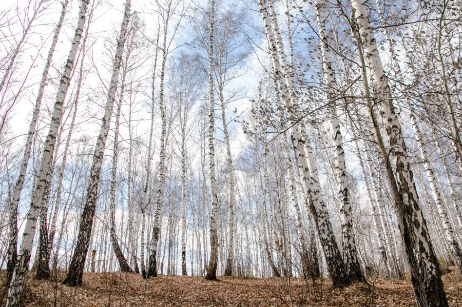 Концепцию благоустройства парка в Краснолесье утвердили в Екатеринбурге  | В Екатеринбурге утвердили концепцию благоустройства парка Краснолесья 