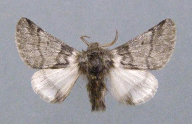 Курган съедают бабочки-шелкопряды