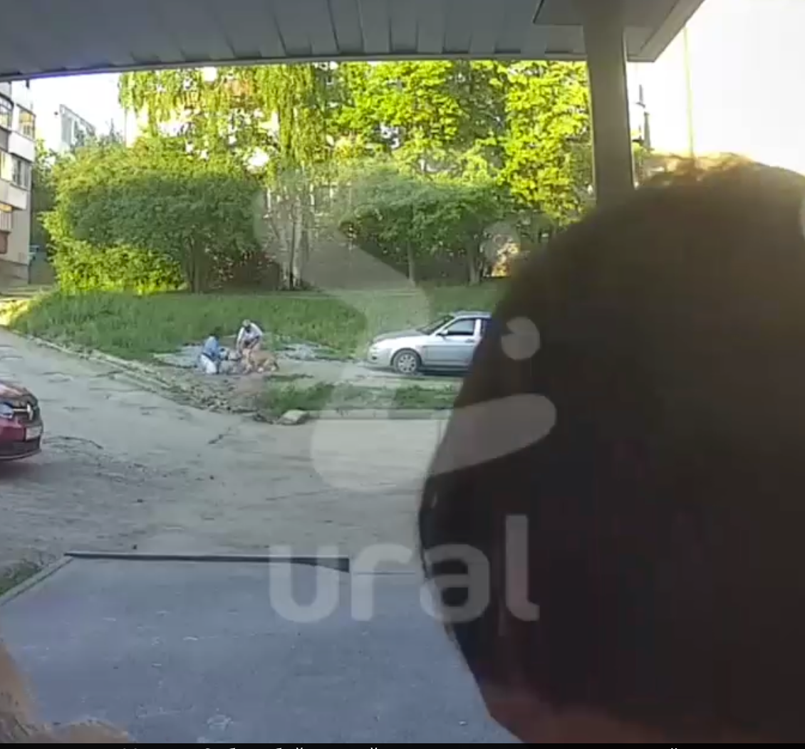 На Урале собака бойцовской породы напала на женщину и её пса На Урале собака бойцовской породы напала на женщину и её пса