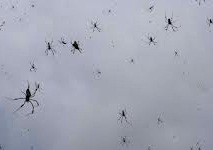 В Бразилии пауки тоннами валились с неба