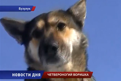 В Оренбургской области пес украл у геофизика пиво и закуску