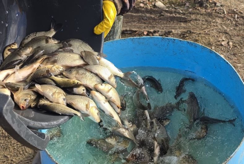 Здесь рыба есть! Более 24 тысяч мальков сазана выпустили в уральские водоёмы  | В водоёмы Свердловской области выпустили 24 тысячи мальков сазана  
