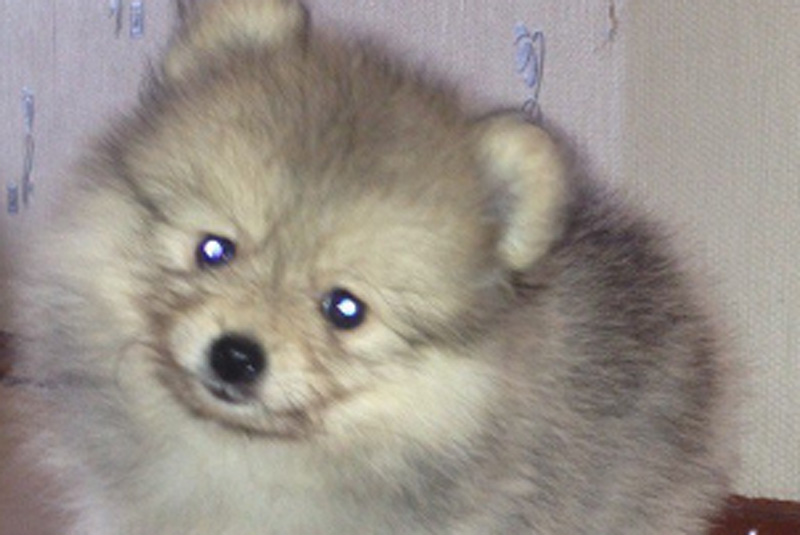 В Нижнем Тагиле догхантеры раскидали яд на общественных территориях