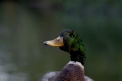 В Северной Корее вспышка птичьего гриппа