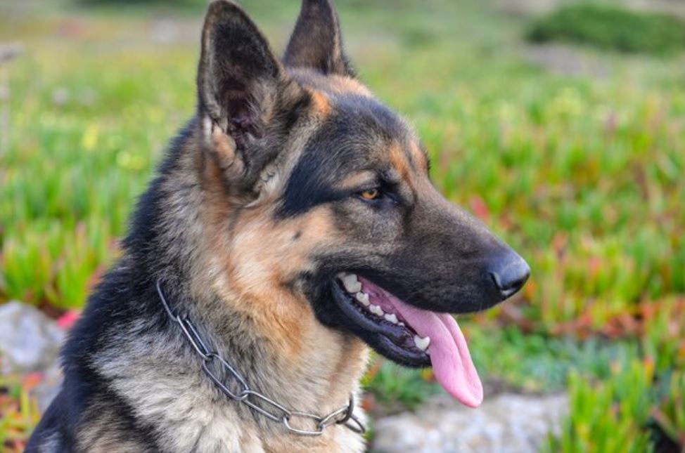 В Камышлове активисты обнаружили ямы с трупами животных | На Урале возле приюта для животных нашли захоронения собак