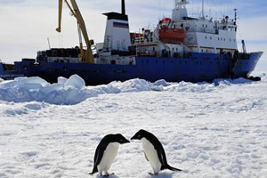 Китайский ледокол застрял после эвакуации с "Академика Шокальского"