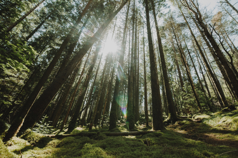 Уничтожают лес — в Свердловской области нашли опасных вредителей | На Урале обнаружили опасных вредителей леса Уничтожают лес — в Свердловской области нашли опасных вредителей | На Урале обнаружили опасных вредителей леса