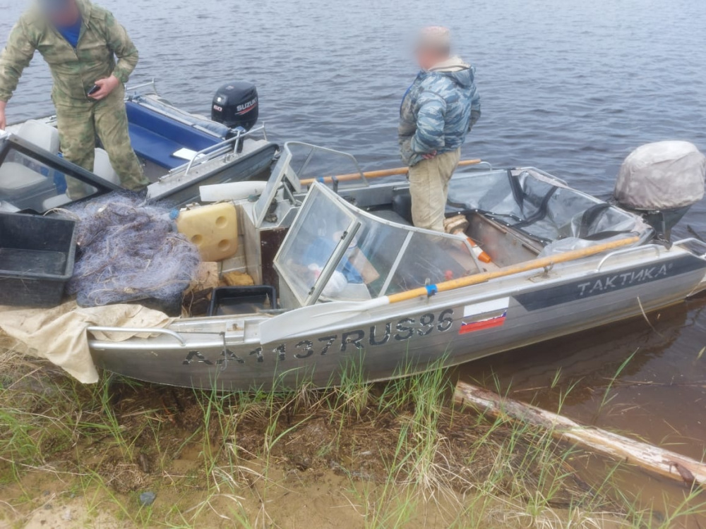 Жителя Югры задержали за вылов краснокнижных осетров | В Югре мужчину поймали за вылов особых осетров