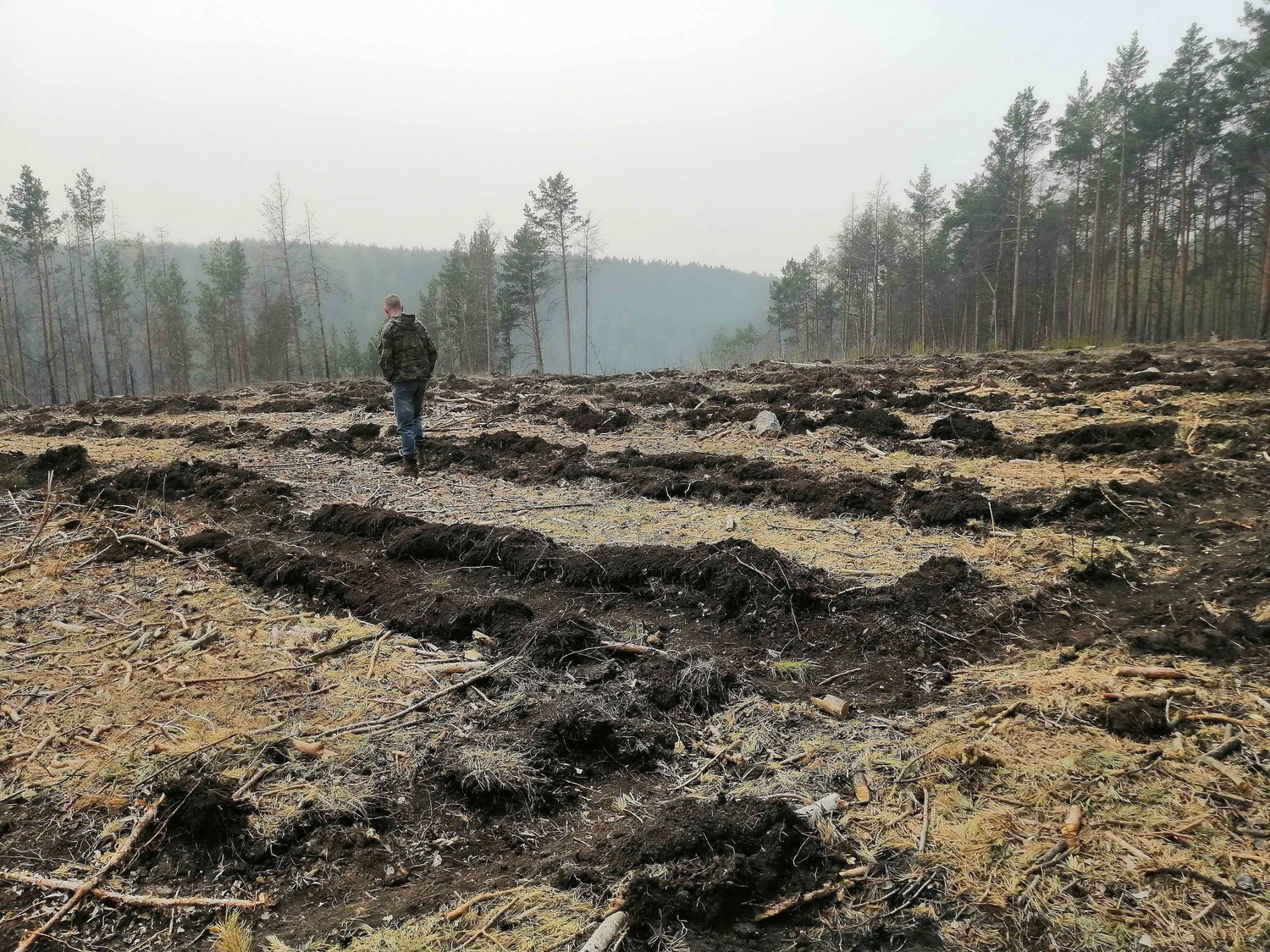 Завершаются весенние лесовосстановительные работы в Каменске-Уральском