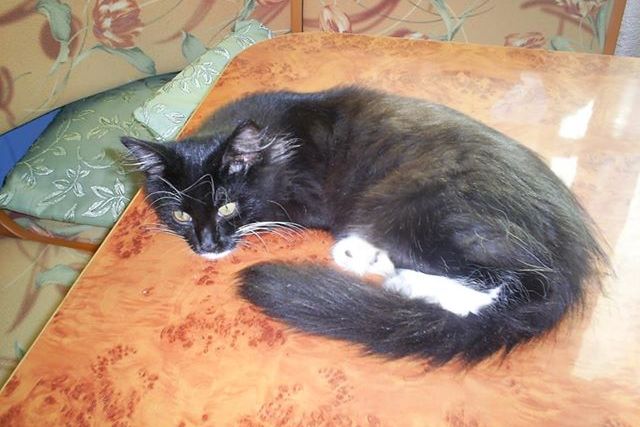 У кошек стресс, когда их гладят У кошек стресс, когда их гладят