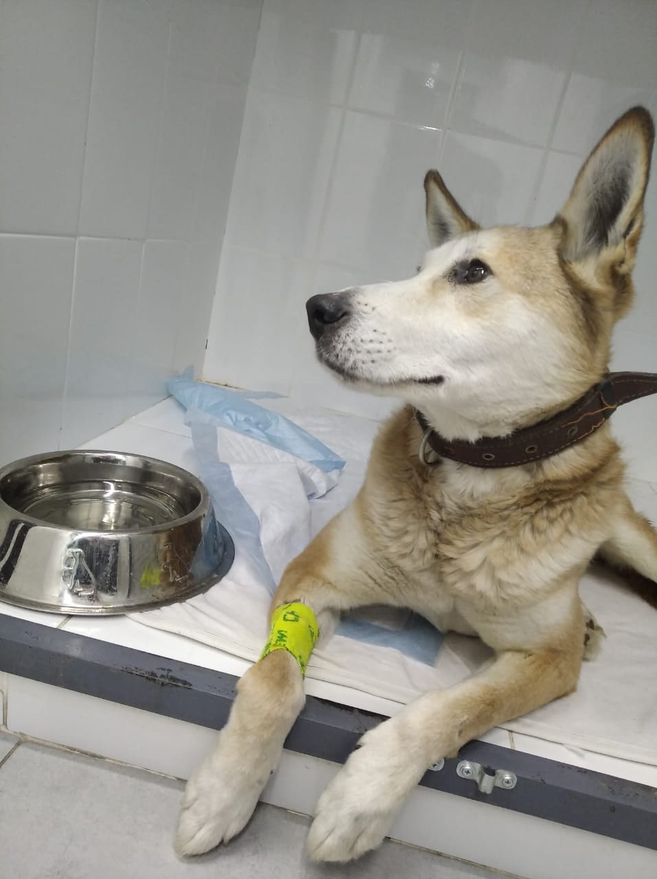 Собаке, которую неизвестный подстрелил в Сухом Логу, сделали операцию