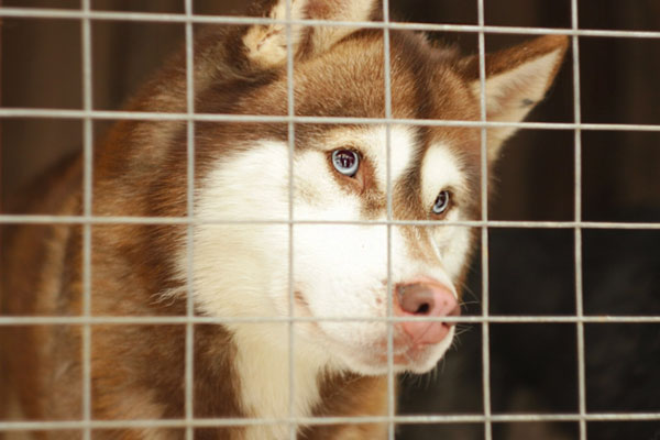 Разрешат ли в России усыплять бездомных животных?  | Генпрокуратура России высказалась об усыплении бездомных животных 