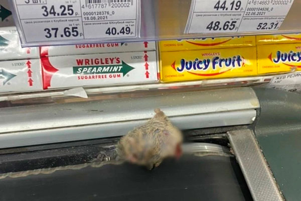 В супермаркете в Екатеринбурге нашли дохлую мышь, застрявшую у кассы